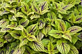 COLEUS GAYS DELIGHT