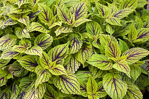 COLEUS_GAYS_DELIGHT