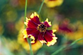 COREOPSIS CALAROSA