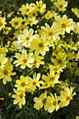 COREOPSIS CREME BRULEE