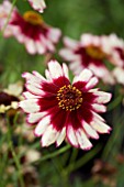 COREOPSIS TURKISH DELIGHT