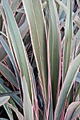 PHORMIUM PINK STRIPE