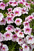 CALIBRACHOA NOA APPLEBLOSSOM