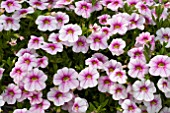 CALIBRACHOA NOA APPLEBLOSSOM