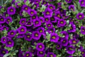 CALIBRACHOA NOA BLUE LEGEND