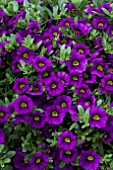 CALIBRACHOA NOA BLUE LEGEND