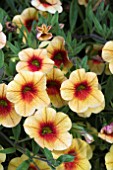 CALIBRACHOA NOA MANGO EYE IMPROVED