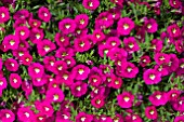 CALIBRACHOA NOA PINK