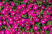 CALIBRACHOA NOA PINK