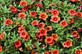 CALIBRACHOA NOA TANGERINE