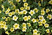 CALIBRACHOA NOA YELLOW