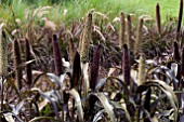 PENNISETUM GLAUCUM PURPLE MAJESTY (PURPLE MILLET)