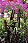 PENNISETUM GLAUCUM PURPLE MAJESTY WITH CLEOME