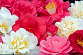 CAMELLIA COLLAGE