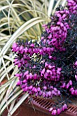 ERICA KRAMERS RED & CAREX EVERGOLD IN WINTER CONTAINER