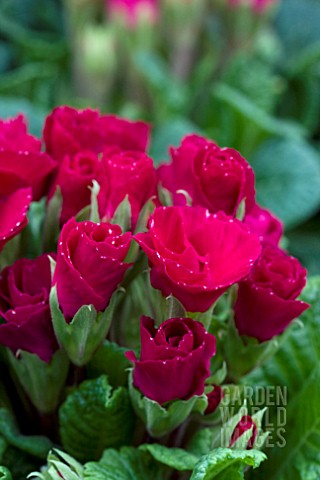 PRIMULA_PRIMLET_ROSE