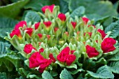 PRIMULA PRIMLET BUDS OPENING