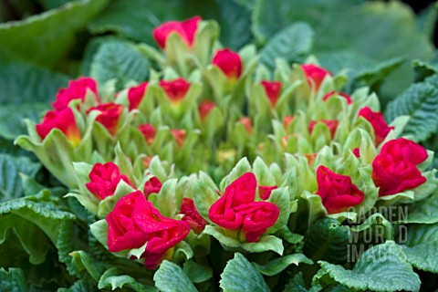 PRIMULA_PRIMLET_BUDS_OPENING