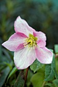 HELLEBORUS ROSE PRINCESS