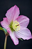 HELLEBORUS ROSEMARY