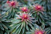 EUPHORBIA RUDOLPH WINTER BUDS