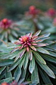 EUPHORBIA RUDOLPH WINTER BUDS