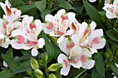 ALSTROEMERIA INTICANTHA CREAMY DARK PINK