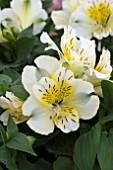 ALSTROEMERIA INTICANTHA SUNLIGHT