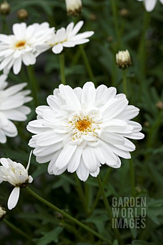 ARGYRANTHEMUM_MADEIRA_DOUBLE_WHITE