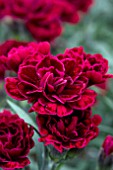 DIANTHUS ODESSA RED