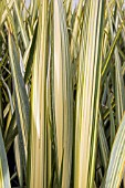 PHORMIUM VEITCHII (VARIEGATED)