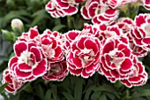 DIANTHUS SUNFLOR BIANCA