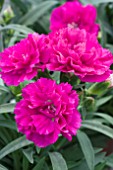 DIANTHUS SUNFLOR RINGO