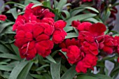 DIANTHUS SUNFLOR XEO