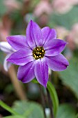 IPHEION FROYLE MILL