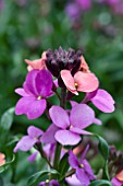 ERYSIMUM JENNY BROOK