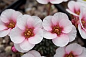 SAXIFRAGA KAREL CAPEK