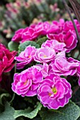 PRIMULA PALLY PINK