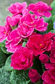 PRIMULA PALLY PINK SHADES