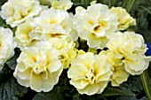 PRIMULA PALLY YELLOW