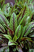 SORREL RED VEINED