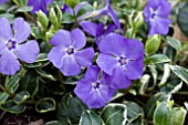 VINCA RALPH SHUGART