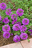 VERBENA HOMESTEAD PURPLE (HARDY)