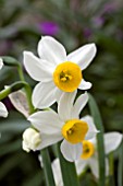 NARCISSUS CANALICULATUS