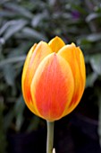 TULIPA FLAIR