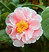 CAMELLIA OH LA LA