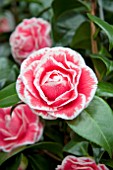 CAMELLIA TOM POUCE