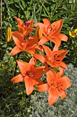 LILIUM TRESOR (ASIATIC HYBRID)