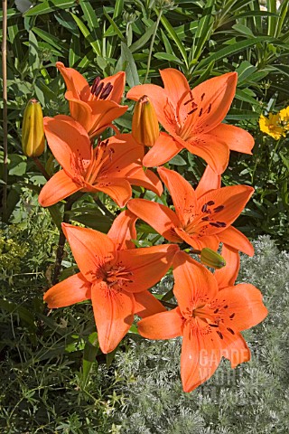 LILIUM_TRESOR_ASIATIC_HYBRID