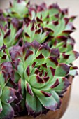 SEMPERVIVUM DEVILS TEETH